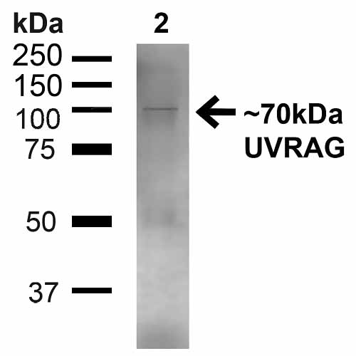 WB - UVRAG Antibody ASM10494